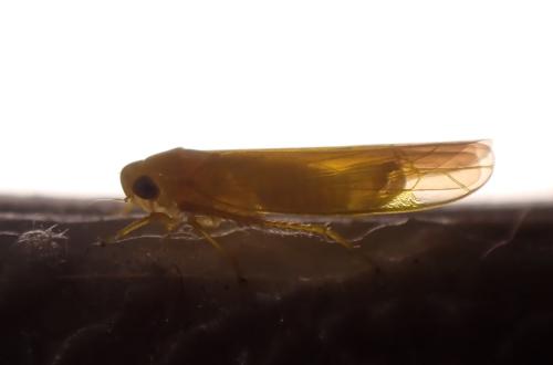 Typhlocybinae